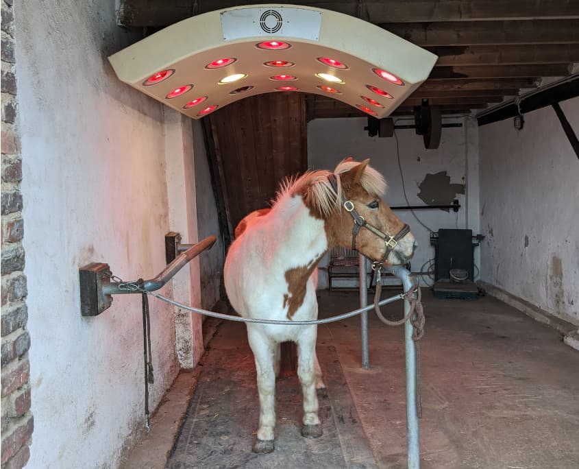 Pferd unter dem Solarium in den historischen Stallungen