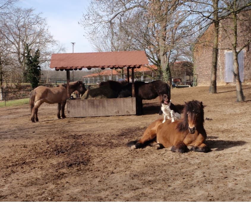 Der Bewegungsstall – Bild 4