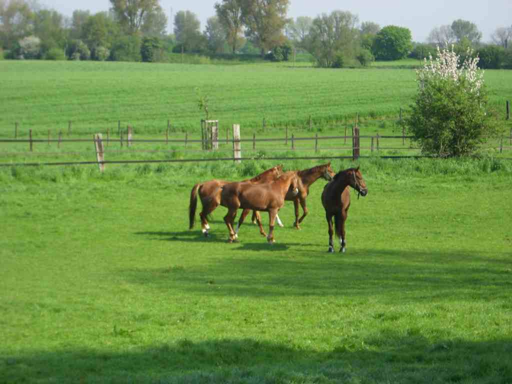 Paddockplan/ Weideplan – Bild 1